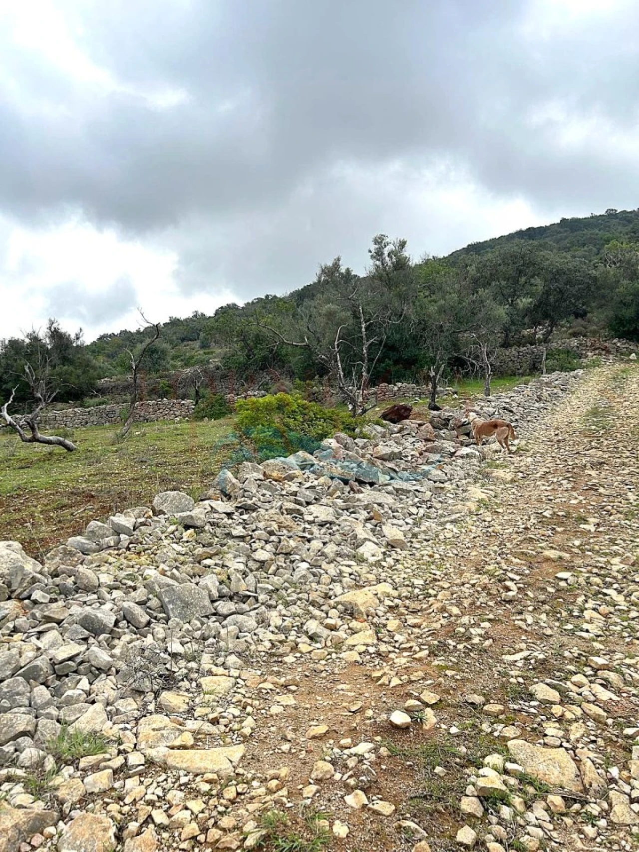 Terreno Agricola ou Rústico para Venda em Moncarapacho e Fuseta Foto 7