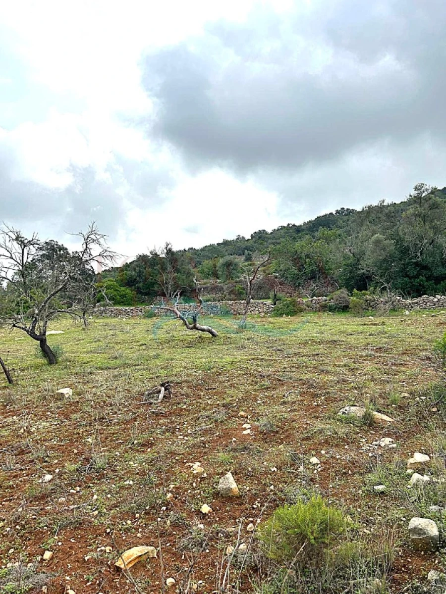 Terreno Agricola ou Rústico para Venda em Moncarapacho e Fuseta Foto 4
