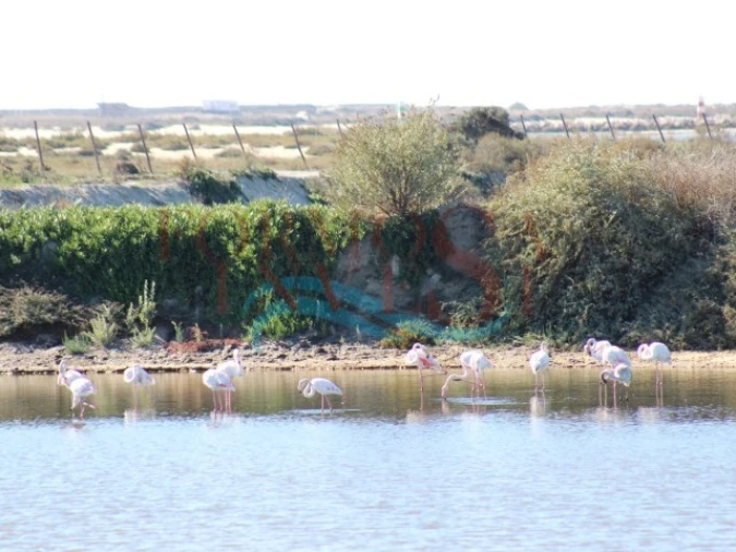 Moradia T3 para Venda em Moncarapacho e Fuseta Foto 18