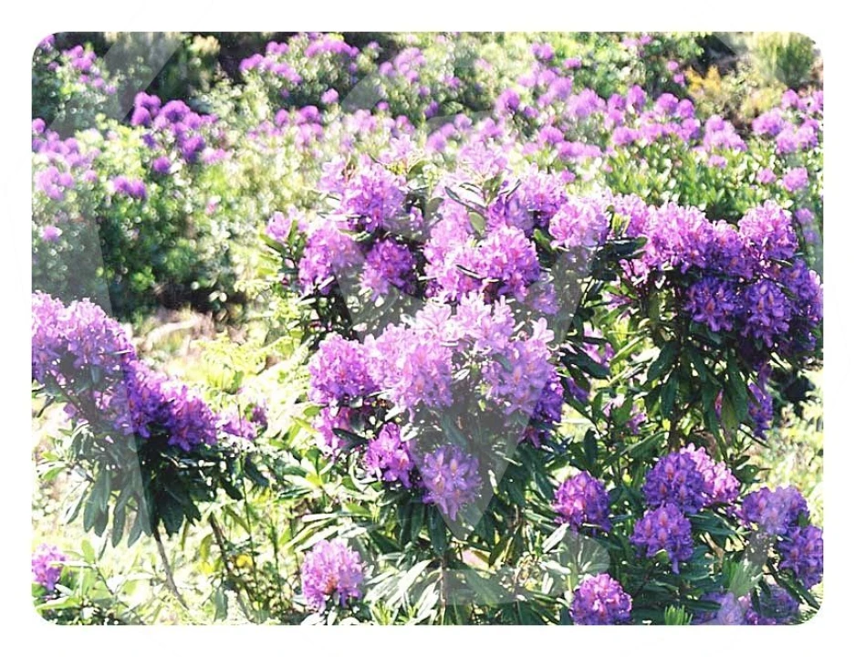 Terreno Agricola ou Rústico para Venda em Campia Foto 12