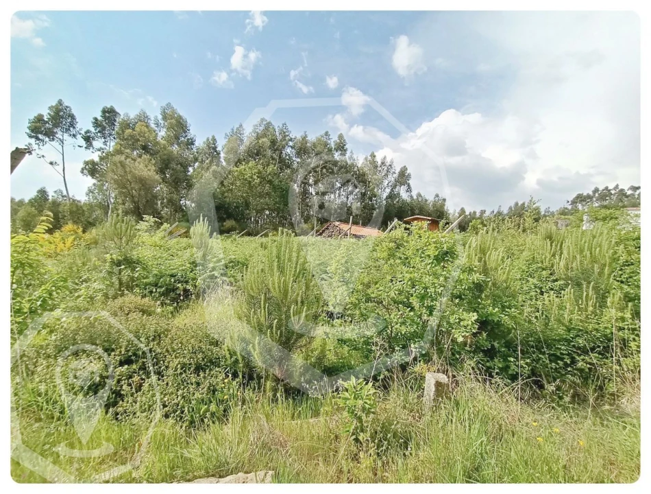Terreno Agricola ou Rústico para Venda em Campia Foto 2