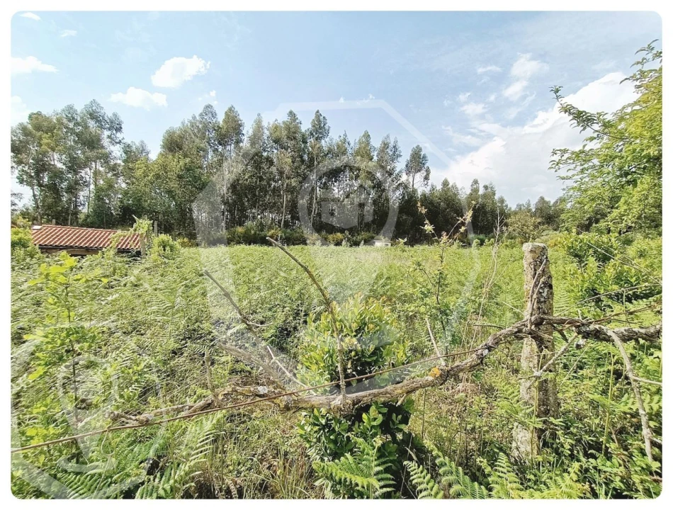 Terreno Agricola ou Rústico para Venda em Campia Foto 3