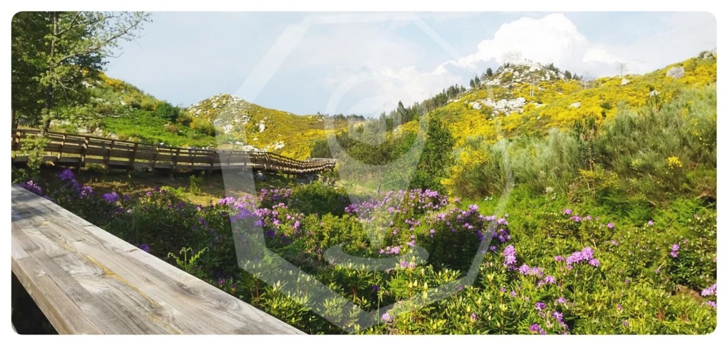 Terreno Agricola ou Rústico para Venda em Campia Foto 11