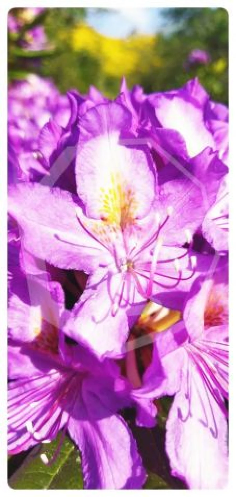 Terreno Agricola ou Rústico para Venda em Campia Foto 13