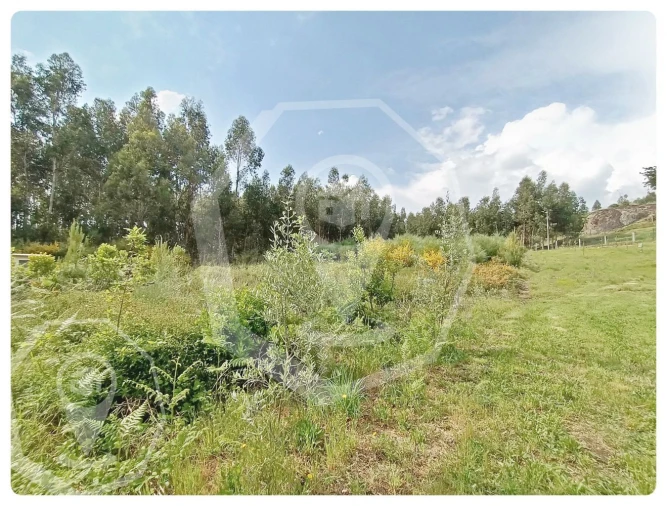 Terreno Agricola ou Rústico para Venda em Campia Foto 4