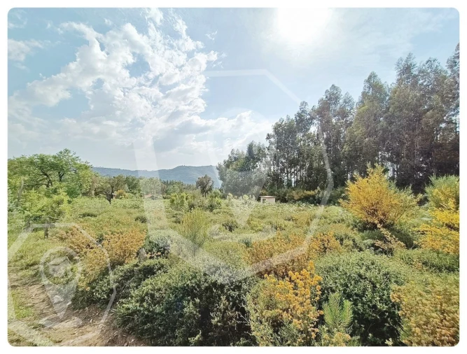 Terreno Agricola ou Rústico para Venda em Campia Foto 6
