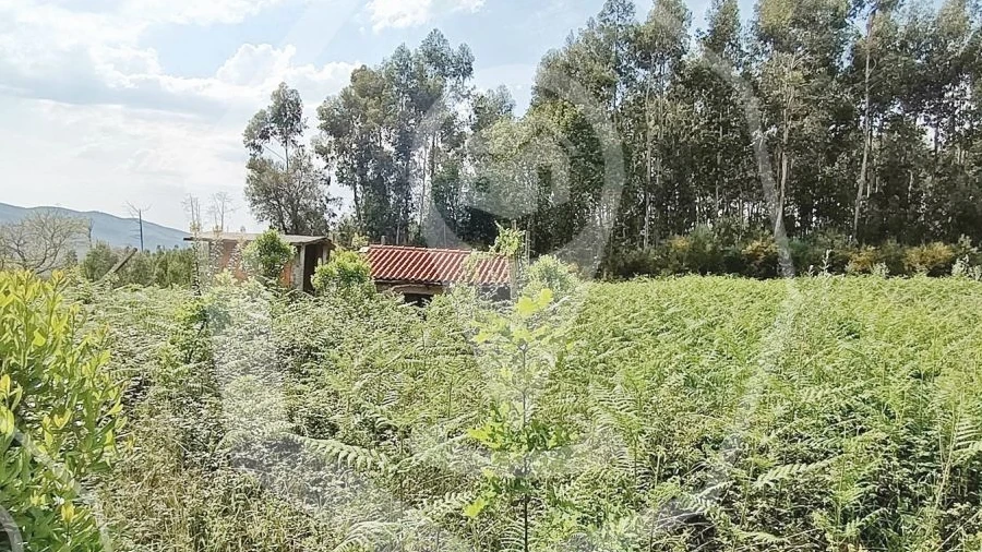 Terreno Agricola ou Rústico para Venda em Campia