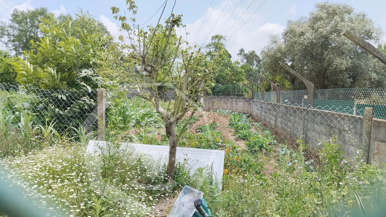 Terreno Agricola ou Rústico para Venda em Águeda e Borralha Foto 4