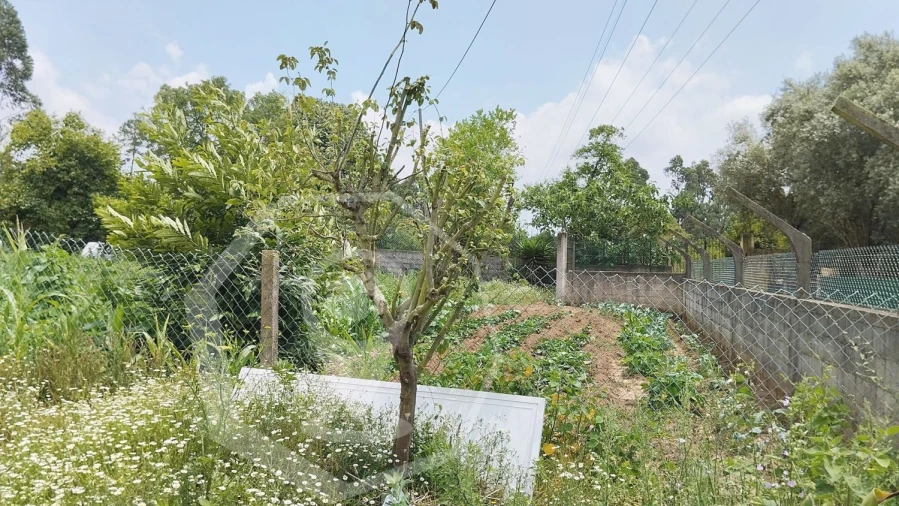 Terreno Agricola ou Rústico para Venda em Águeda e Borralha Foto 5