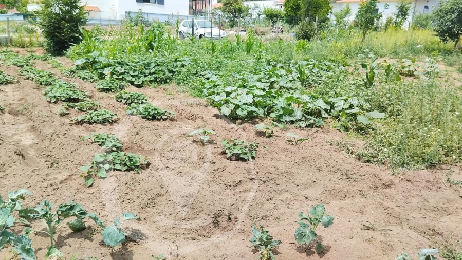 Terreno Agricola ou Rústico para Venda em Águeda e Borralha Foto 7