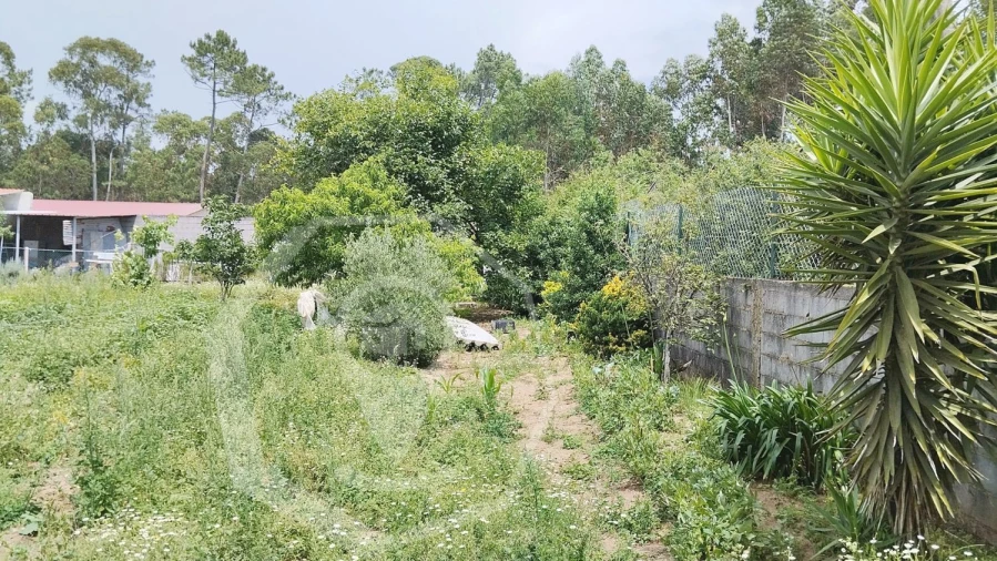 Terreno Agricola ou Rústico para Venda em Águeda e Borralha Foto 8
