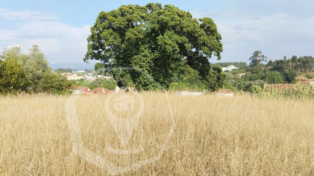 Terreno Agricola ou Rústico para Venda em Águeda e Borralha Foto 11