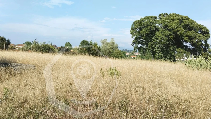 Terreno Agricola ou Rústico para Venda em Águeda e Borralha Foto 9
