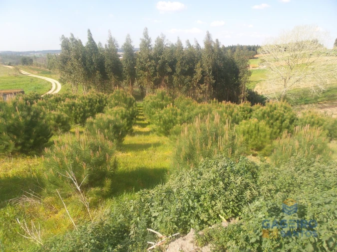 Terreno para Venda em Miragaia e Marteleira Foto 8