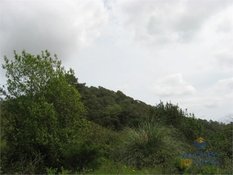 Terreno Agricola ou Rústico para Venda em Santa Maria, São Pedro e Sobral da Lagoa Foto 2