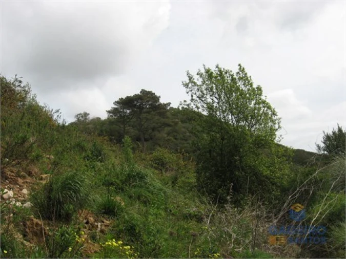 Terreno Agricola ou Rústico para Venda em Santa Maria, São Pedro e Sobral da Lagoa Foto 4