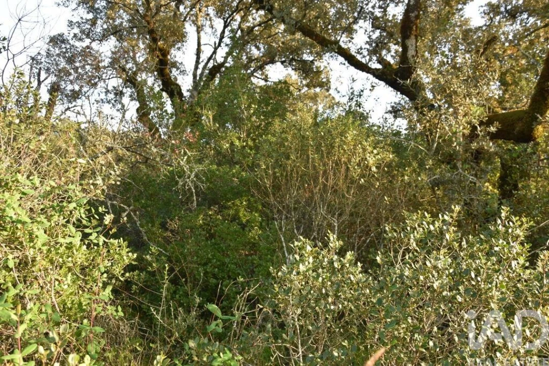 Terreno para Venda em Nossa Senhora do Pranto Foto 14