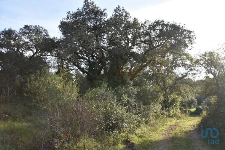 Terreno para Venda em Nossa Senhora do Pranto Foto 3