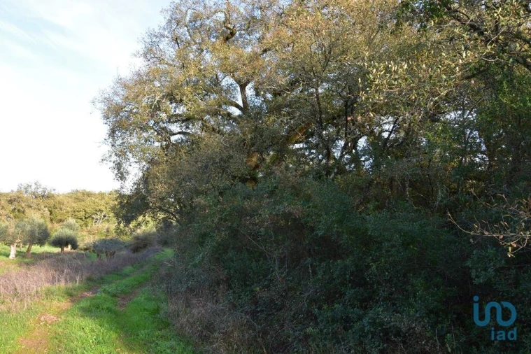 Terreno para Venda em Nossa Senhora do Pranto Foto 9