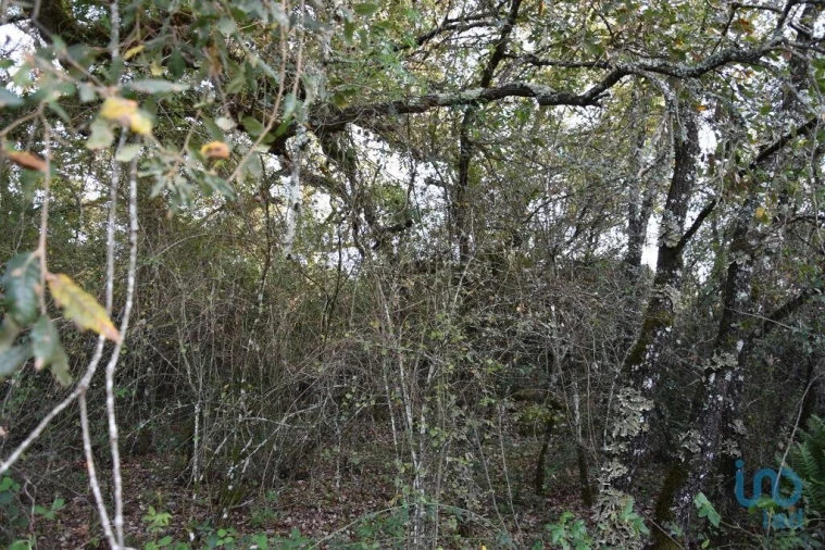 Terreno para Venda em Nossa Senhora do Pranto Foto 13