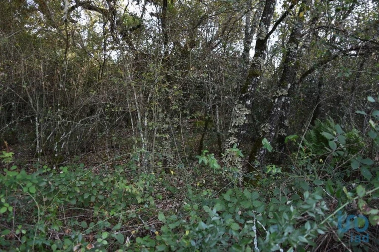 Terreno para Venda em Nossa Senhora do Pranto Foto 12