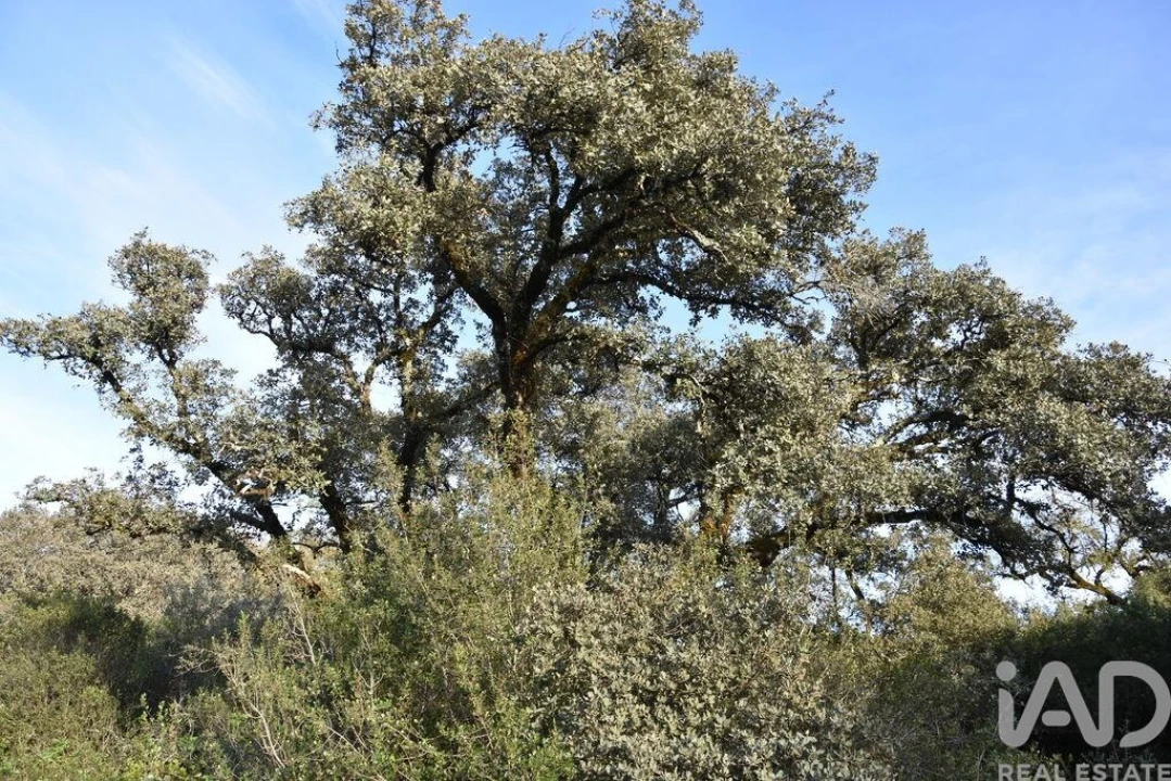 Terreno para Venda em Nossa Senhora do Pranto Foto 15