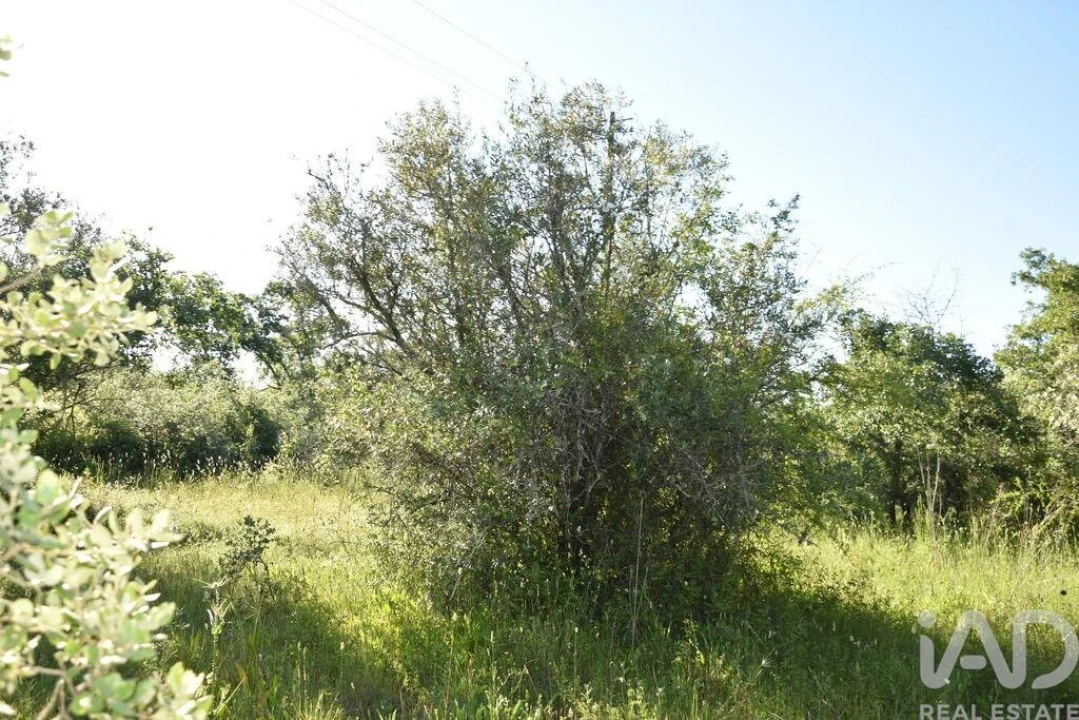 Terreno para Venda em Nossa Senhora do Pranto Foto 9