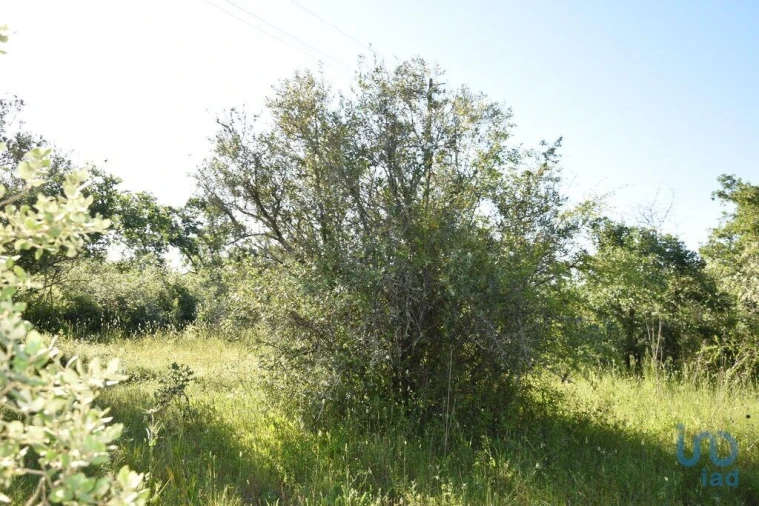 Terreno para Venda em Nossa Senhora do Pranto Foto 9