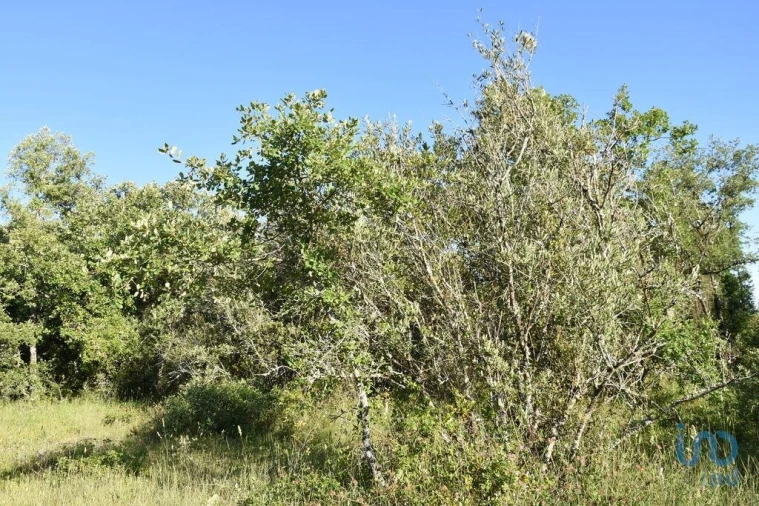 Terreno para Venda em Nossa Senhora do Pranto Foto 12