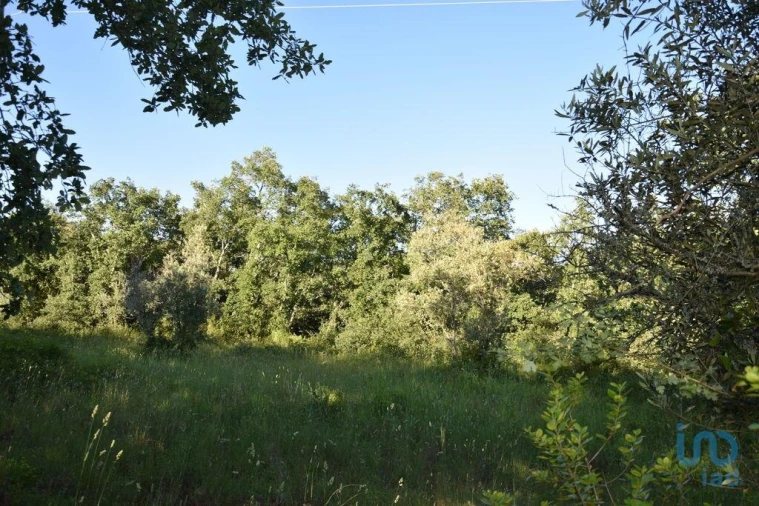 Terreno para Venda em Nossa Senhora do Pranto Foto 4