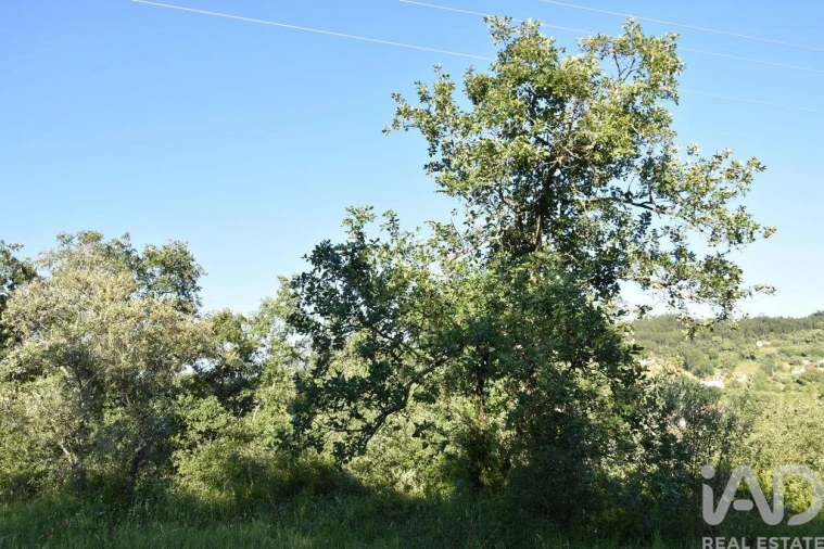 Terreno para Venda em Nossa Senhora do Pranto Foto 24