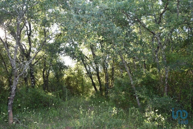 Terreno para Venda em Nossa Senhora do Pranto Foto 15