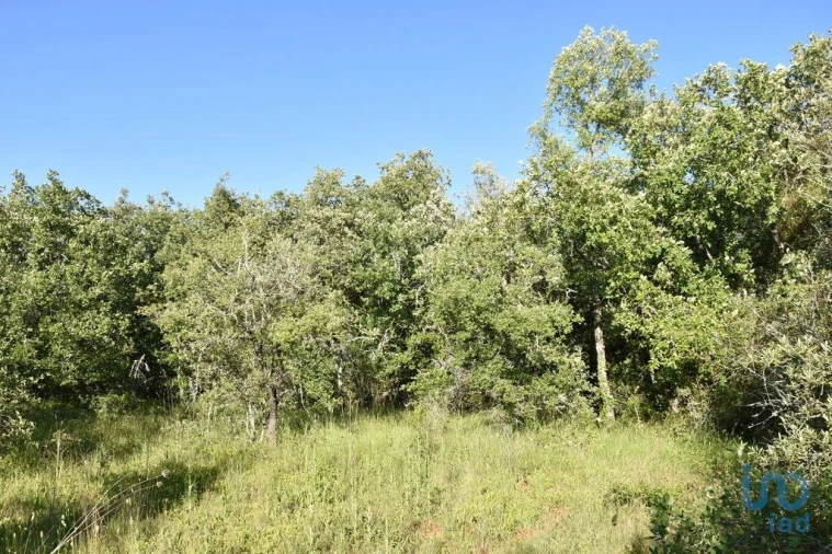 Terreno para Venda em Nossa Senhora do Pranto Foto 3