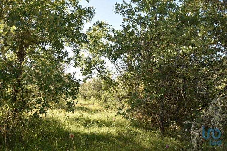 Terreno para Venda em Nossa Senhora do Pranto Foto 2