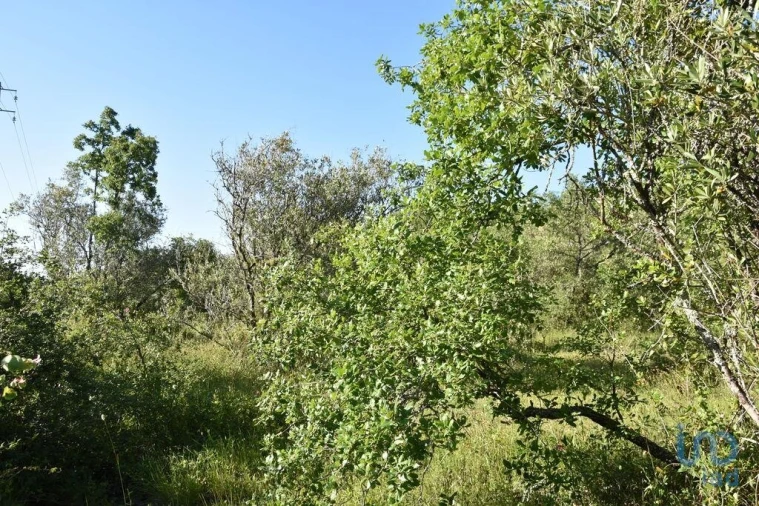 Terreno para Venda em Nossa Senhora do Pranto Foto 11
