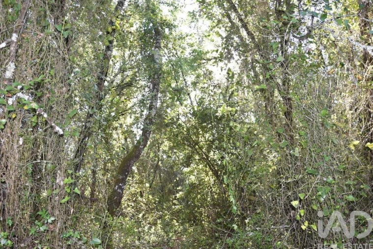 Terreno para Venda em Nossa Senhora do Pranto Foto 25