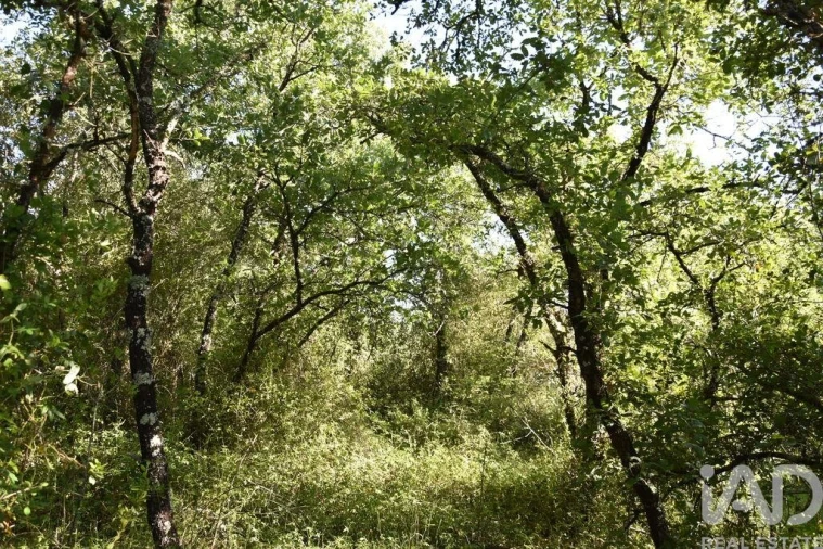 Terreno para Venda em Nossa Senhora do Pranto Foto 19