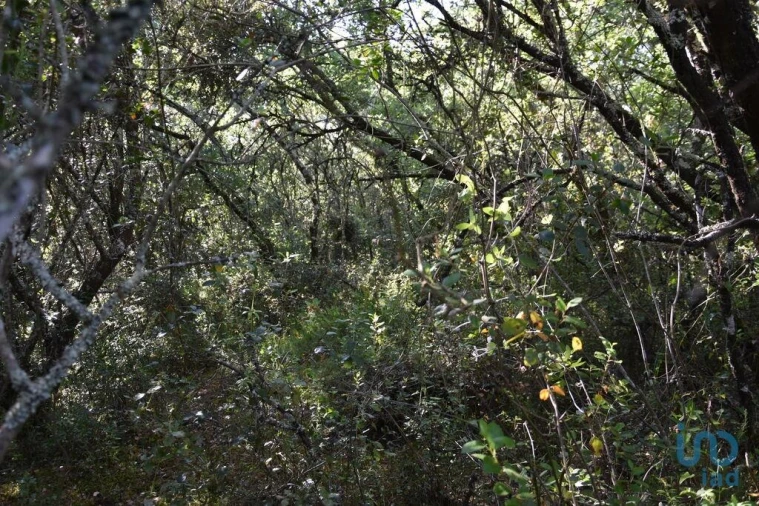 Terreno para Venda em Nossa Senhora do Pranto Foto 14