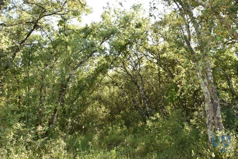 Terreno para Venda em Nossa Senhora do Pranto Foto 3