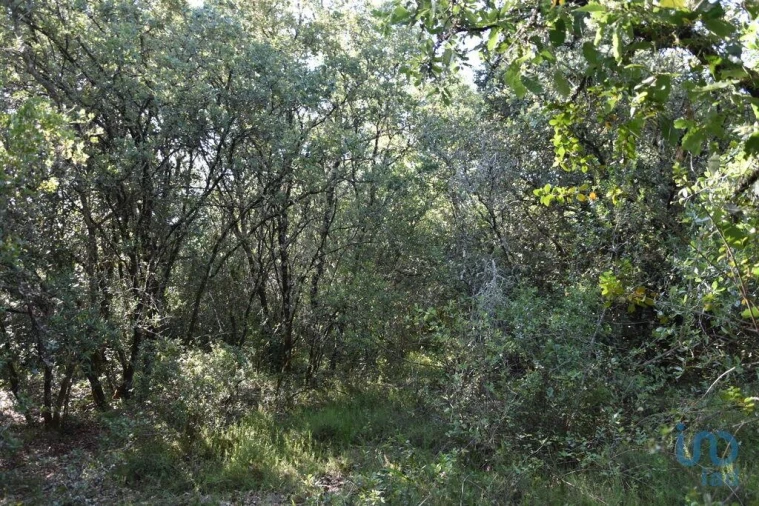 Terreno para Venda em Nossa Senhora do Pranto Foto 13