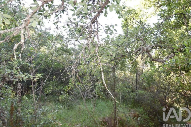 Terreno para Venda em Nossa Senhora do Pranto Foto 23