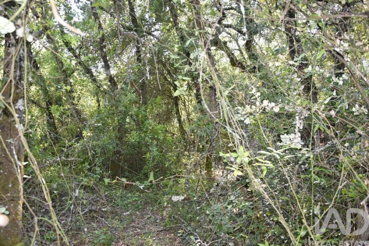 Terreno para Venda em Nossa Senhora do Pranto Foto 26