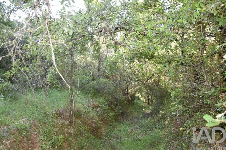Terreno para Venda em Nossa Senhora do Pranto Foto 22