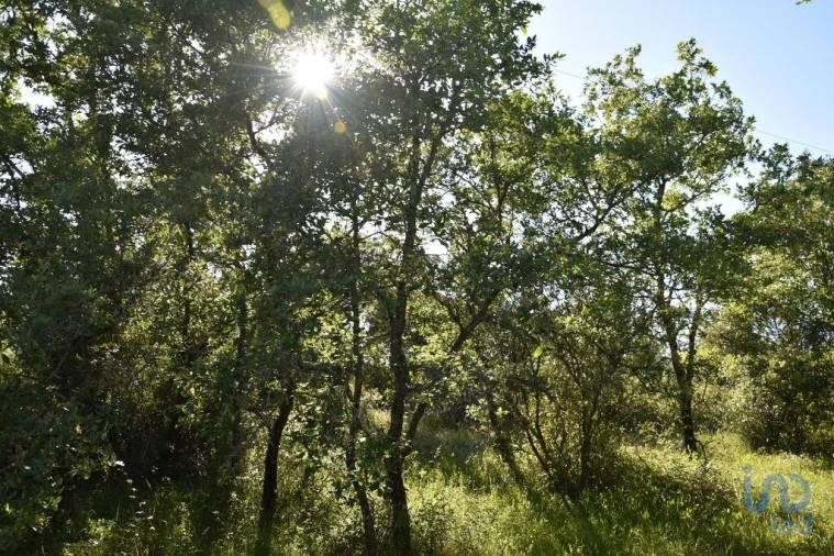 Terreno para Venda em Nossa Senhora do Pranto Foto 10