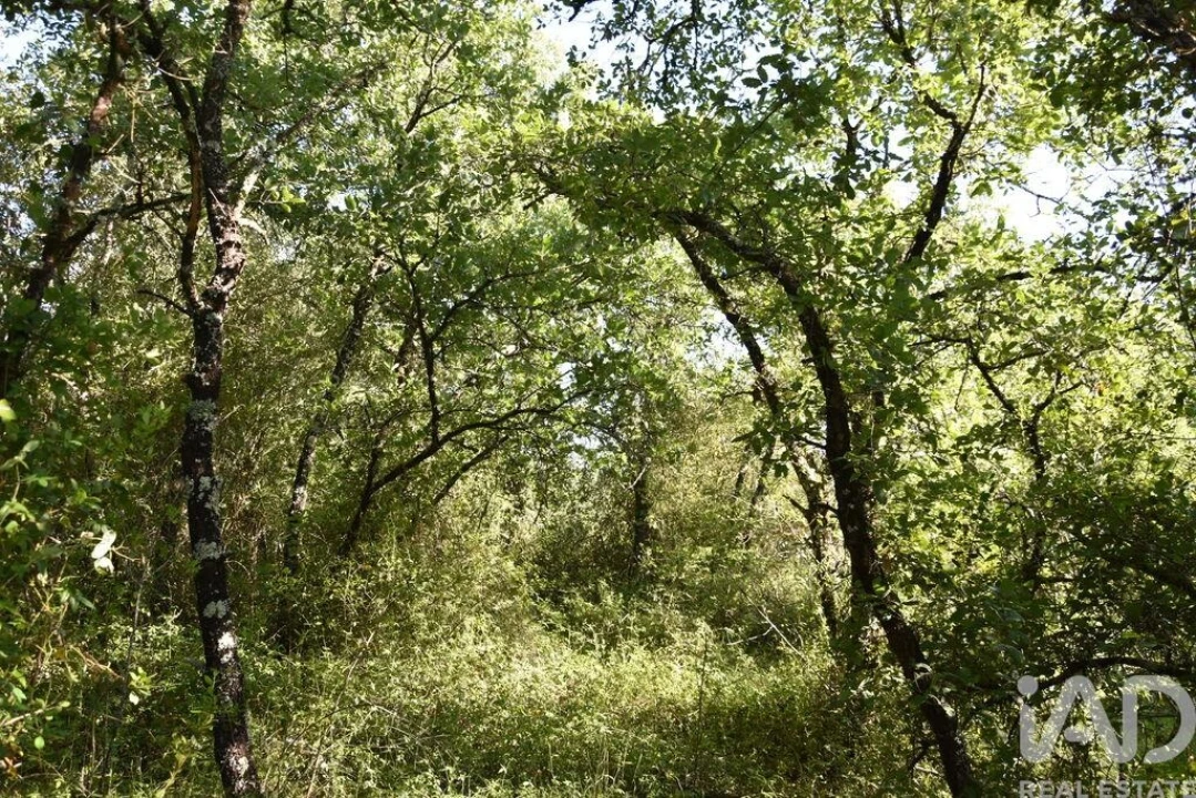 Terreno para Venda em Nossa Senhora do Pranto Foto 19