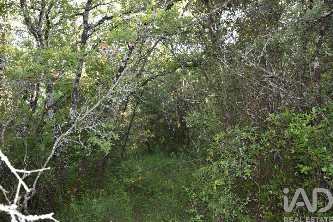 Terreno para Venda em Nossa Senhora do Pranto Foto 20