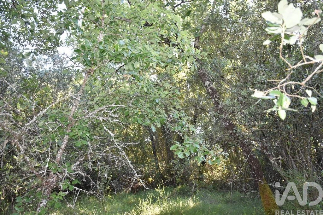 Terreno para Venda em Nossa Senhora do Pranto Foto 24