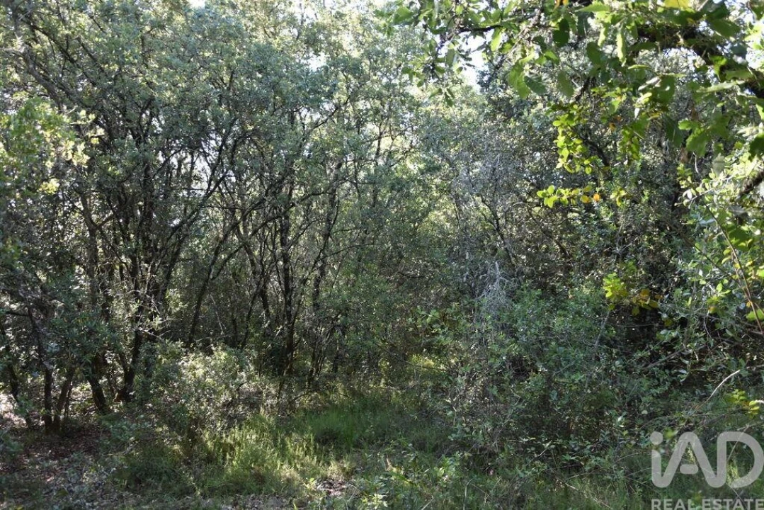 Terreno para Venda em Nossa Senhora do Pranto Foto 13