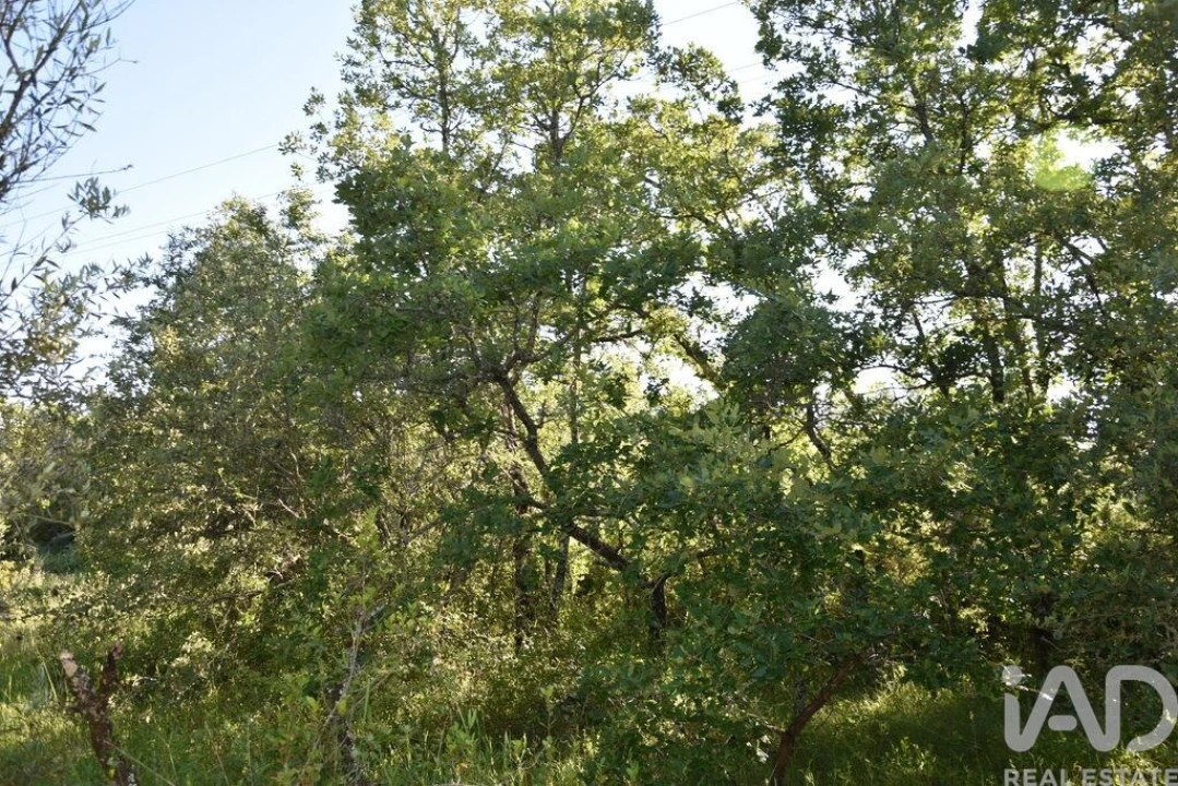 Terreno para Venda em Nossa Senhora do Pranto Foto 9