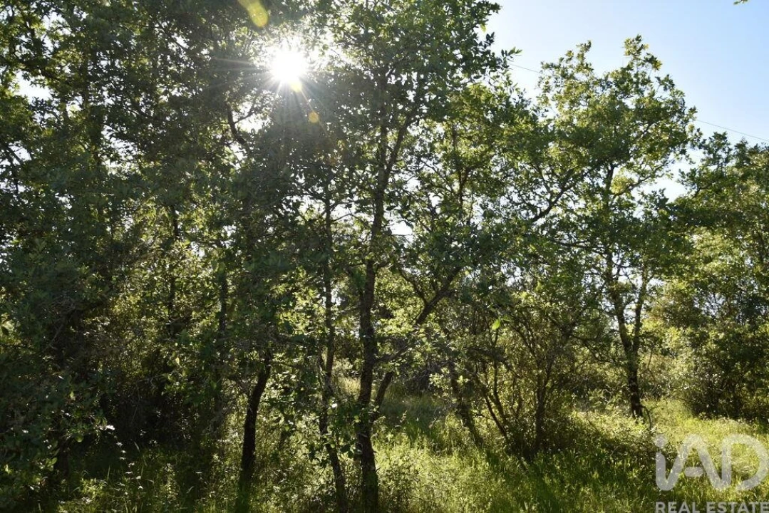 Terreno para Venda em Nossa Senhora do Pranto Foto 10